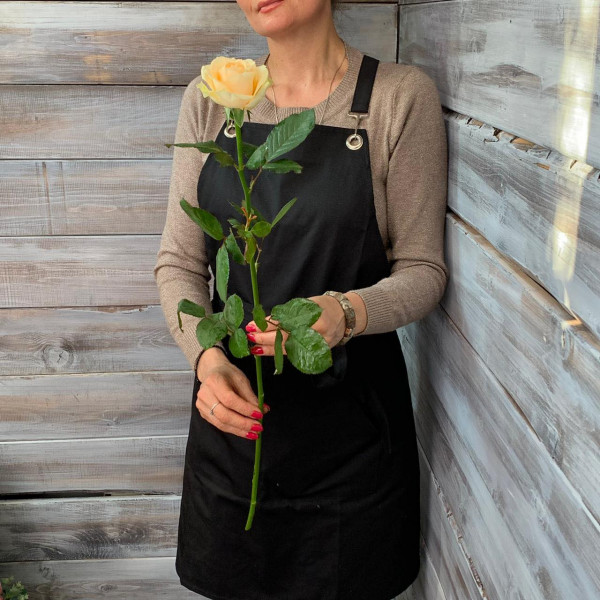 Роза сорта "Пич Аваланш" - цветы в Ялта 