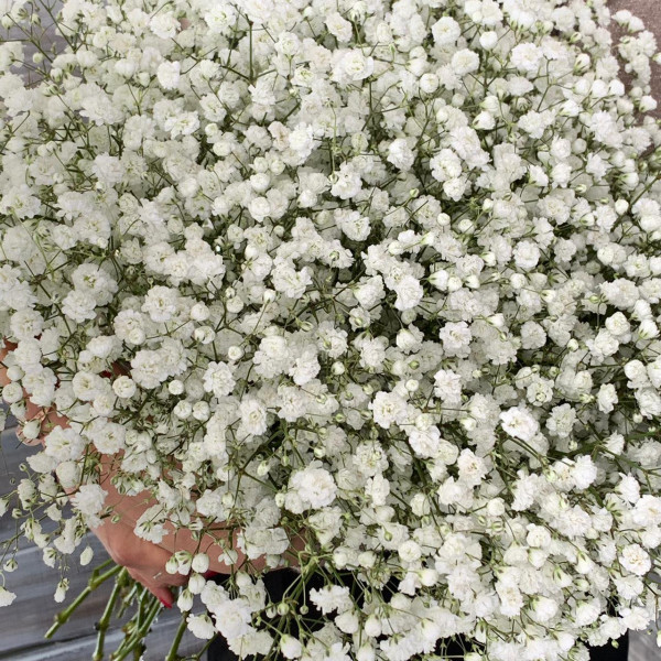 Гипсофила белая - цветы с доставкой Ялта