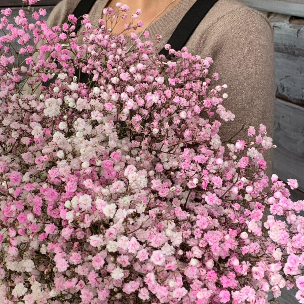 Гипсофила розовая - цветы с доставкой Ялта
