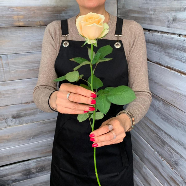 Роза Пич Аваланч - цветы с доставкой Ялта