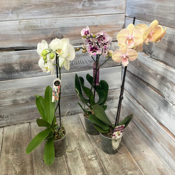 "Орхидея" - купить цветы в Ялте