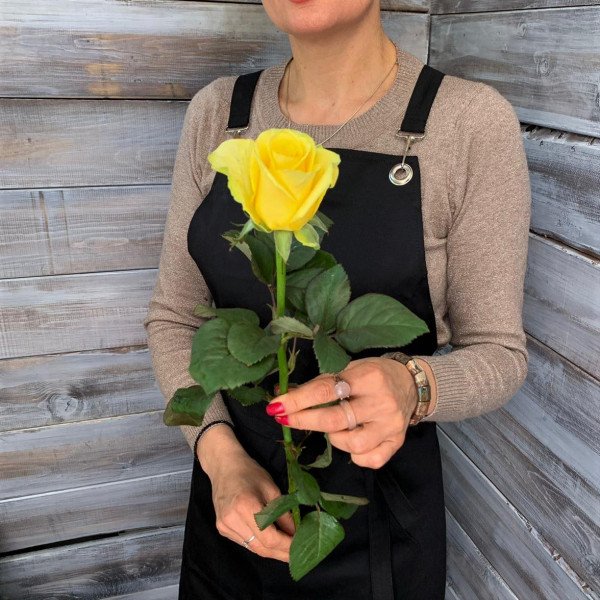 Роза сорта "Пенни Лейн" -  цветы в Ялте 
