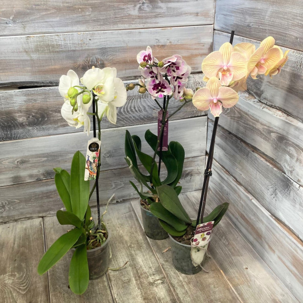 "Орхидея" - купить цветы в Ялте