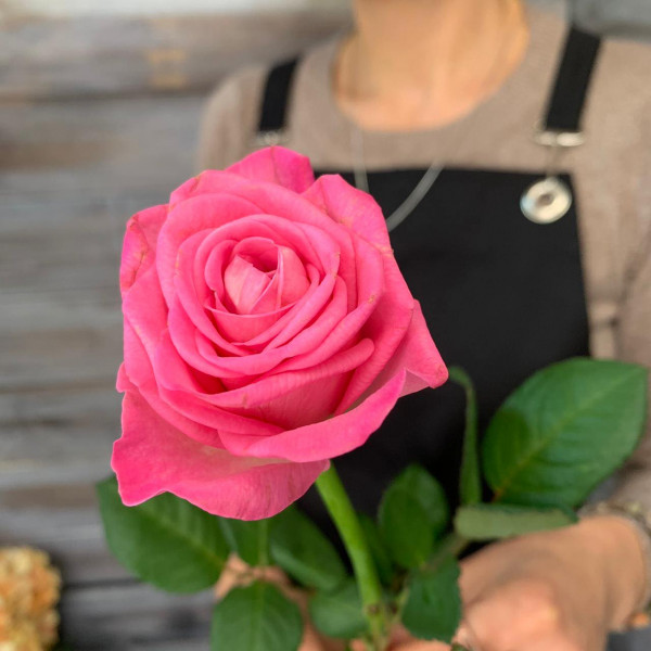 Роза сорта"Аква" 40 см - цветы с доставкой Ялта