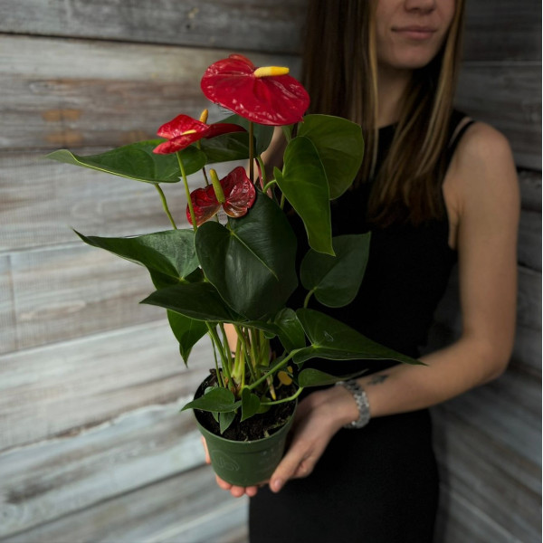 Антуриум красный - купить цветы с доставкой 