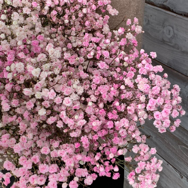 Гипсофила розовая - цветы с доставкой Ялта
