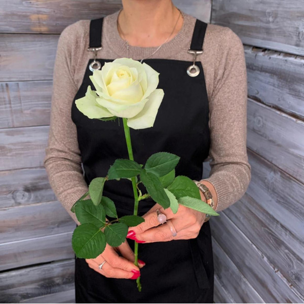 Роза сорта "Аваланш" - доставка цветов Ялта 