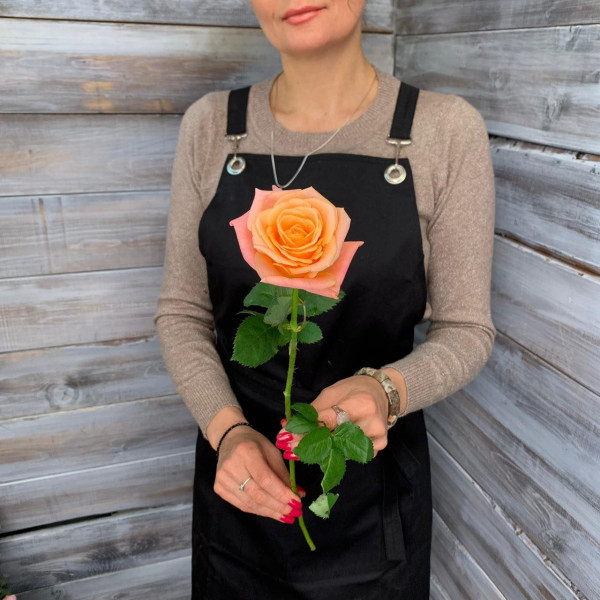 Роза сорта "Мисс Пигги" - цветы с доставкой Ялта 